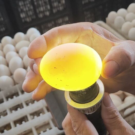 潢川县 圆黄鸭蛋大量出售，量大从优，欢迎各位老板订购，