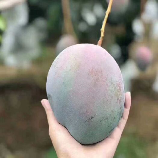 攀枝花 【现摘现发】攀枝花凯特芒果整箱批发