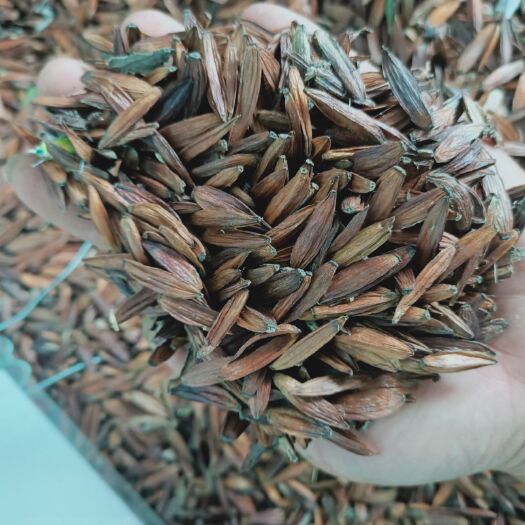 玉林贵臣喜树果1000克g包邮 千丈树 水栗子 天梓树