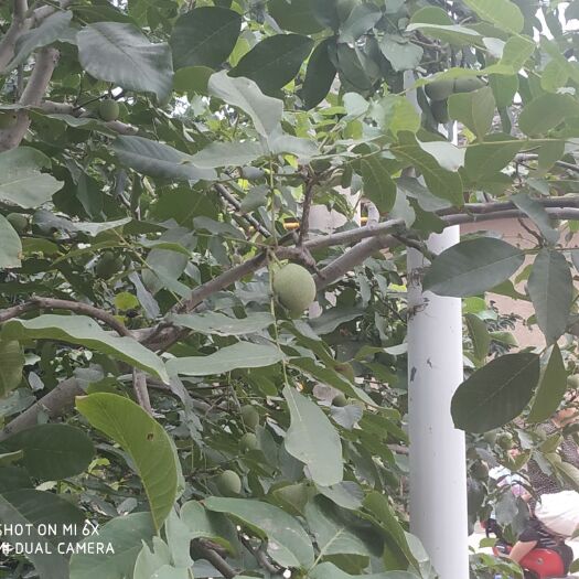 临猗县 核桃