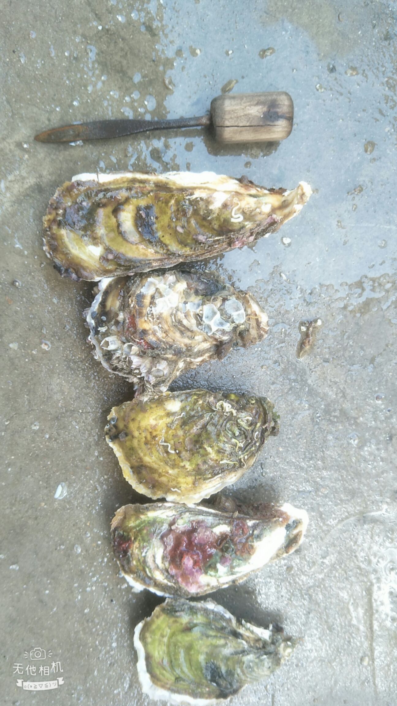 深海海鲜 深海蚝洗的