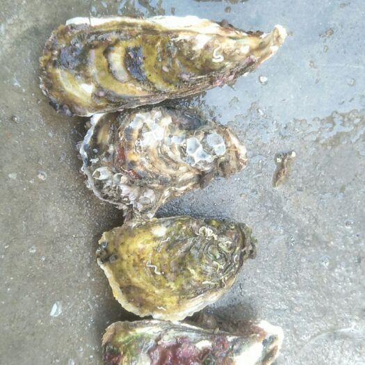 诏安县深海海鲜 深海蚝洗的