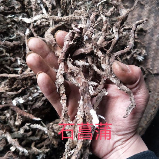 瓮安县石菖蒲