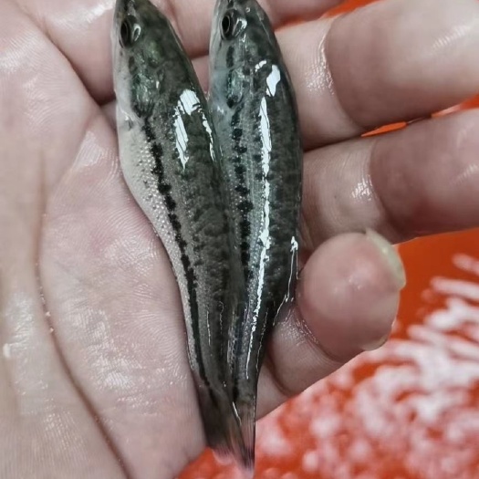 宿迁出售加州鲈鱼苗质量好