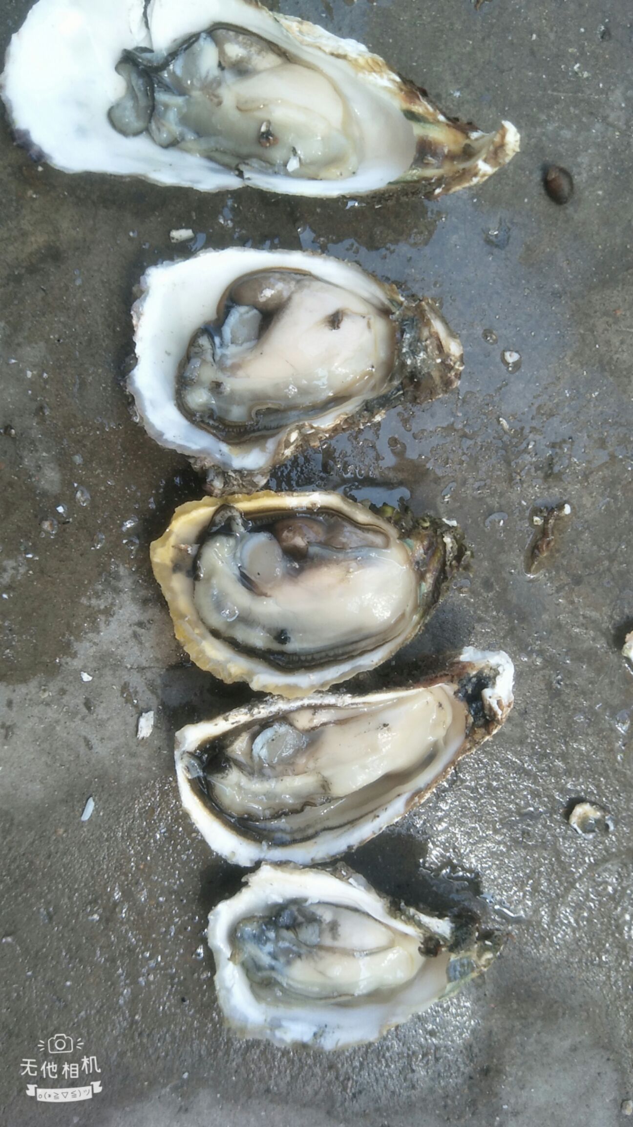 深海海鲜 深海蚝洗的