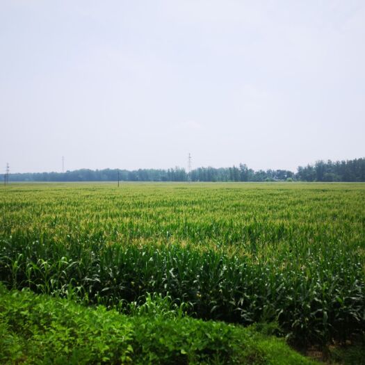 永城市玉米青贮草 家庭农场直供玉米青储，玉米棒，玉米粒，1400亩