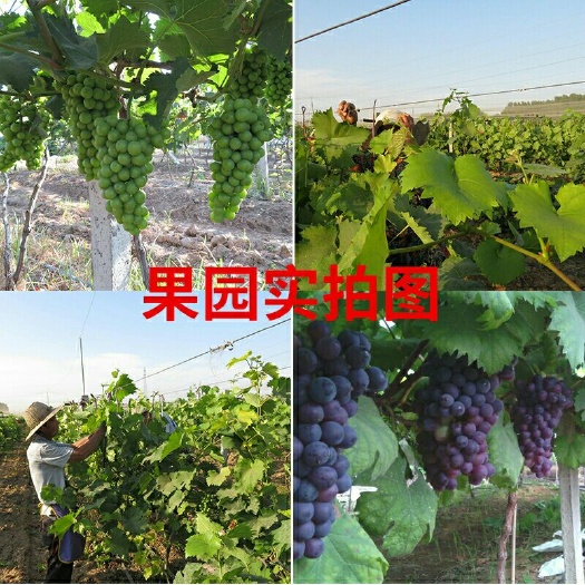 周口 可酿酒包邮新鲜夏黑葡萄水果应季当季孕妇现摘现发非云南无籽巨