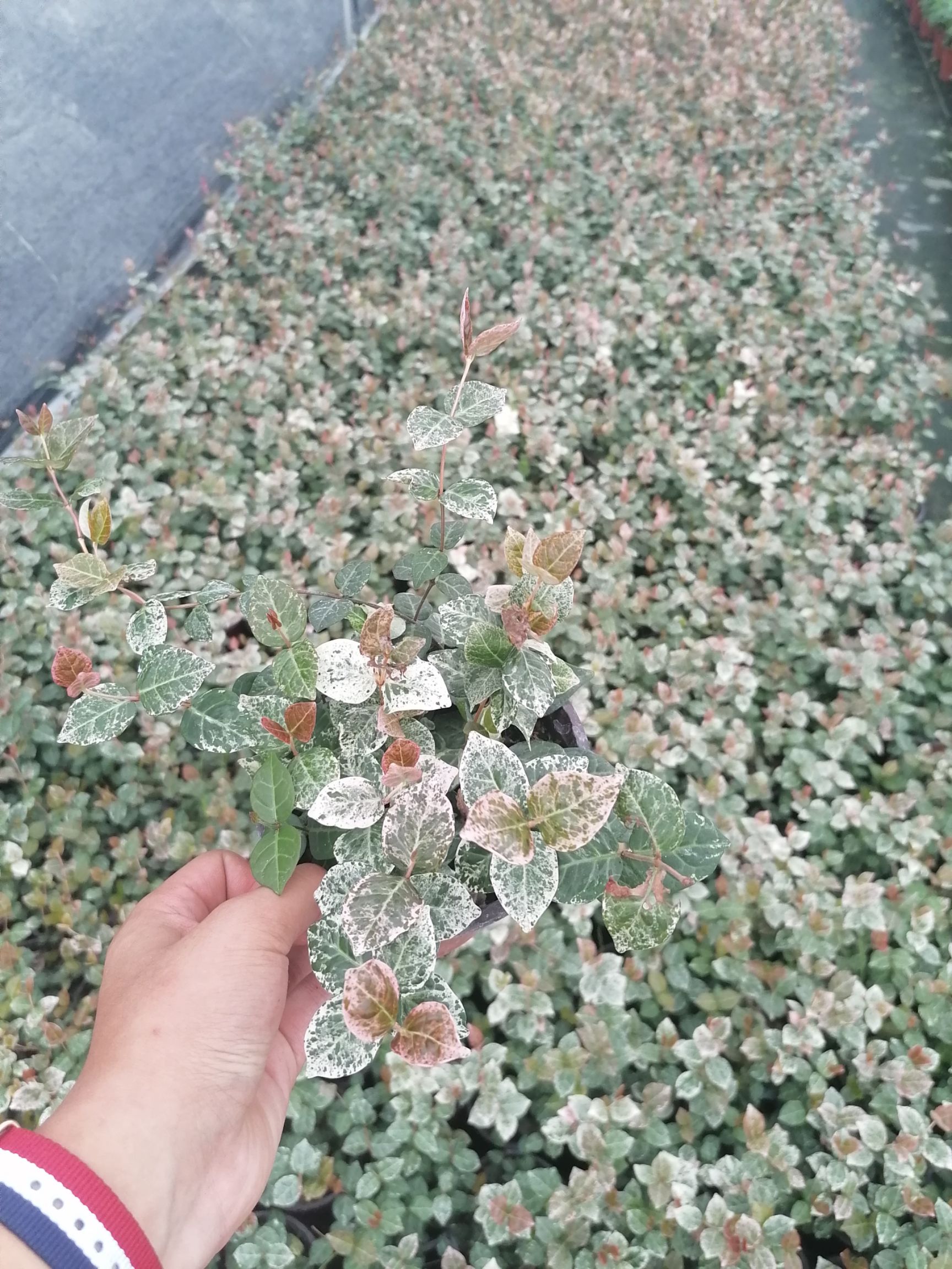  出售花叶络石，精品花叶络石