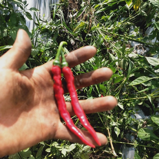 兴仁市 本人种植大量朝天椒