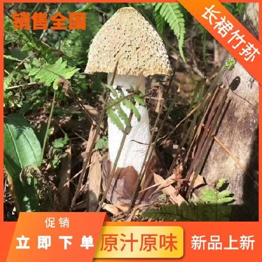 福州 竹荪