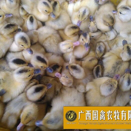 南宁大种杂交鸭苗 杂交鸭 品质保证包打疫苗全国包邮