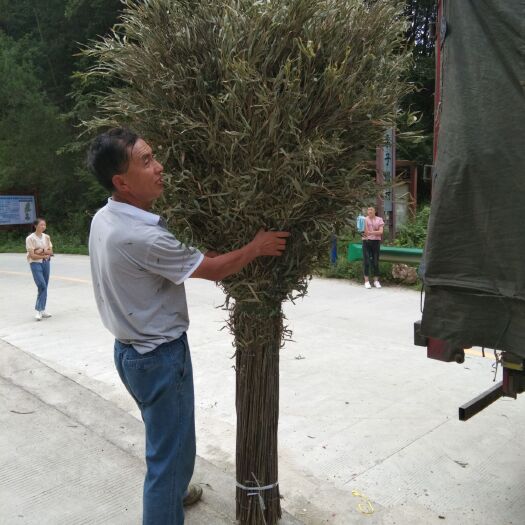 汉中扫把簸箕 扫把  竹～环卫，公路专用扫帚