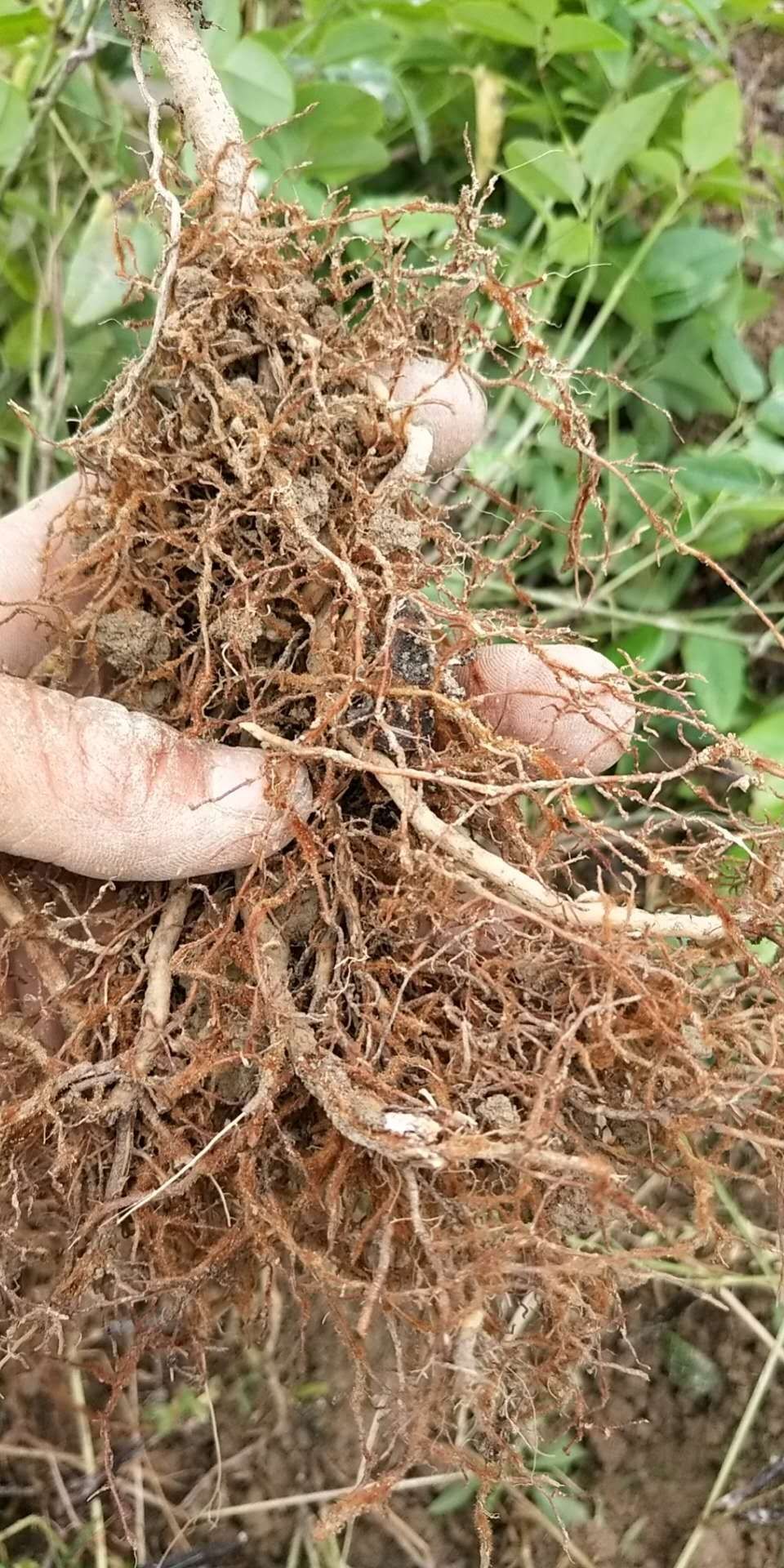  产地直供纯正皖南山区八月瓜苗