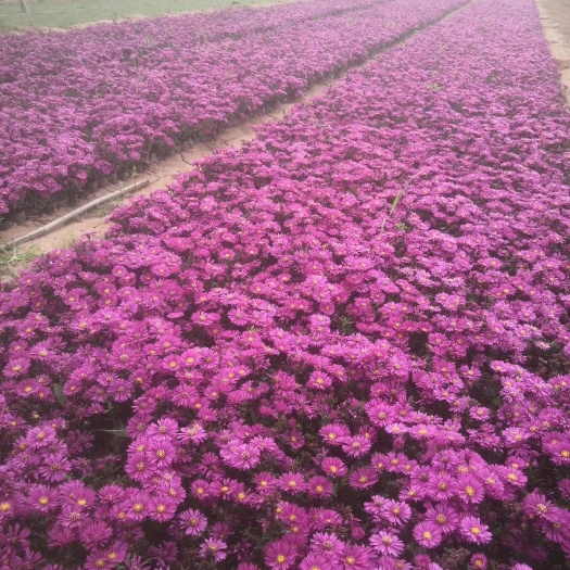  荷兰菊 ，基地直销，常年销售各种绿化苗