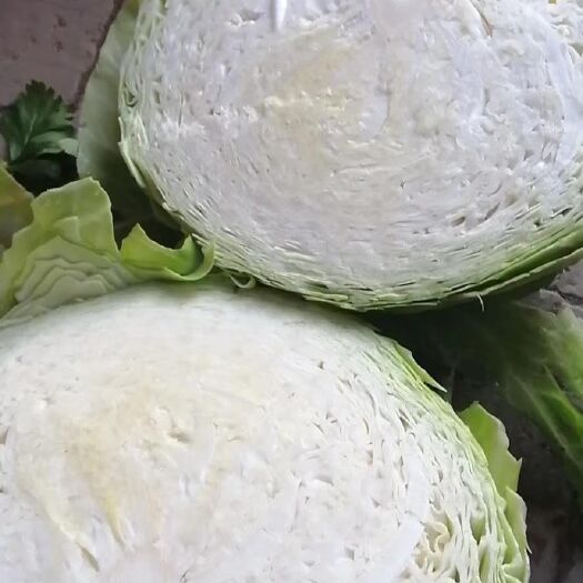奥奇娜甘蓝  铁头包，圆包菜，工厂脱水蔬菜，单重6-20斤
