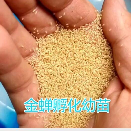 阳信县金蝉幼苗  产地直销白蜡卵枝、提供金蝉种苗、孵化条、生条
