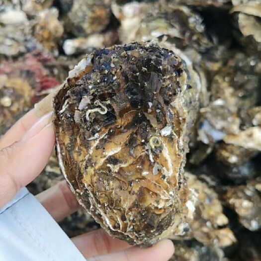 诏安县福建生蚝 深海蚝
