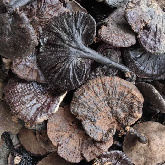 安龙县 贵州大山紫灵芝
