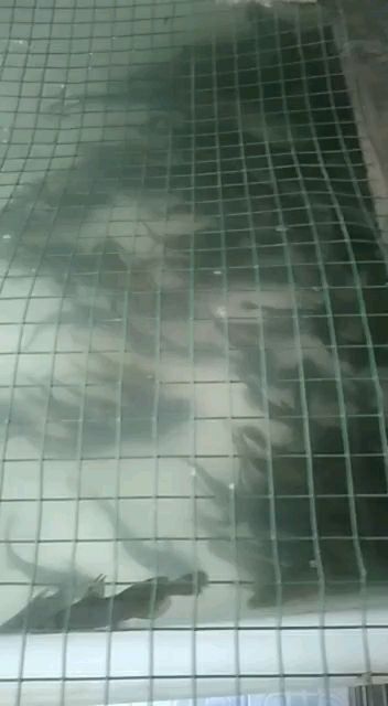 通城县黄颡鱼  牛尾巴  鲶鱼