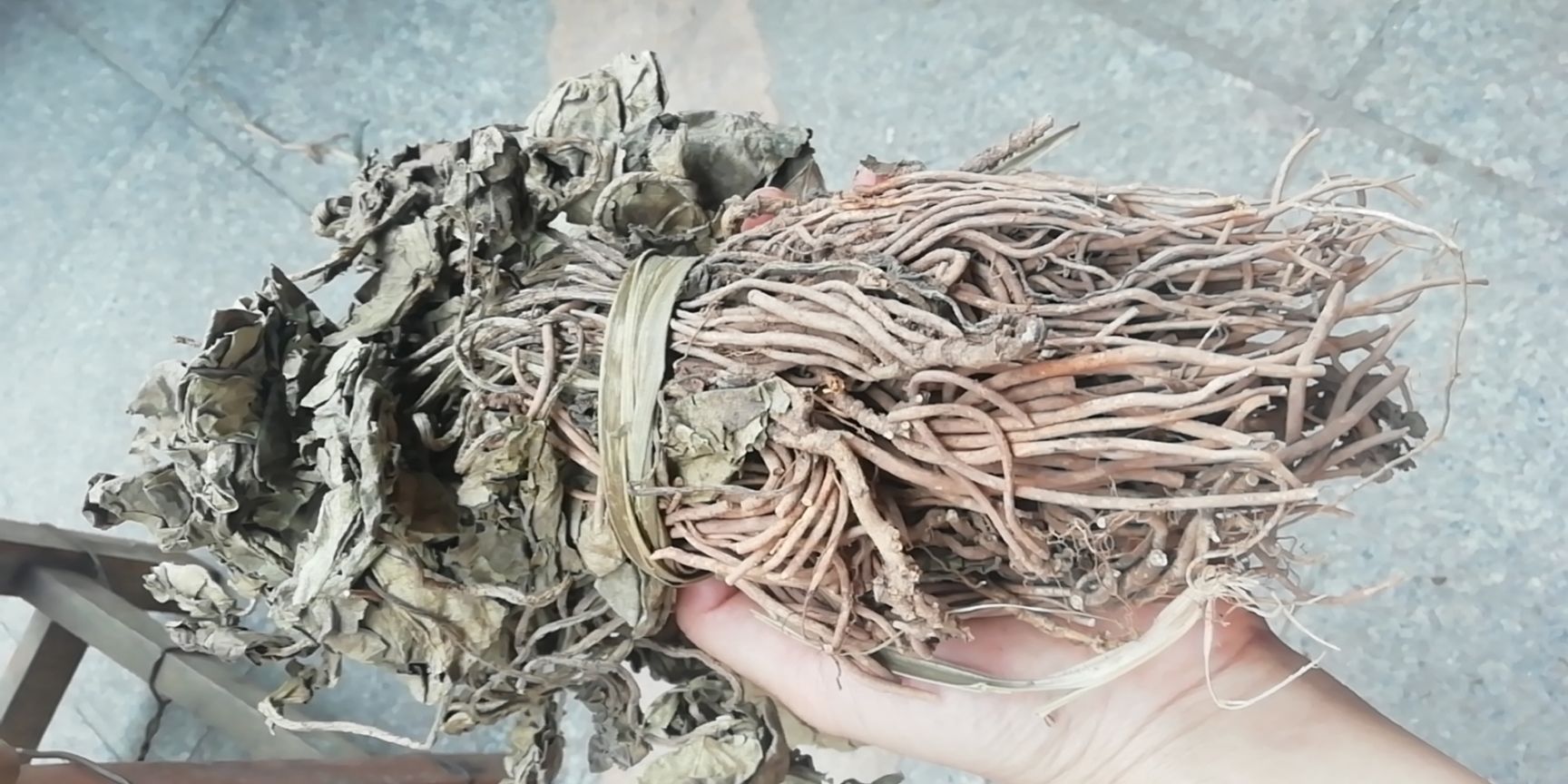 中草药金耳环 中药材土细辛 一块瓦大叶细辛纯原生，华细辛