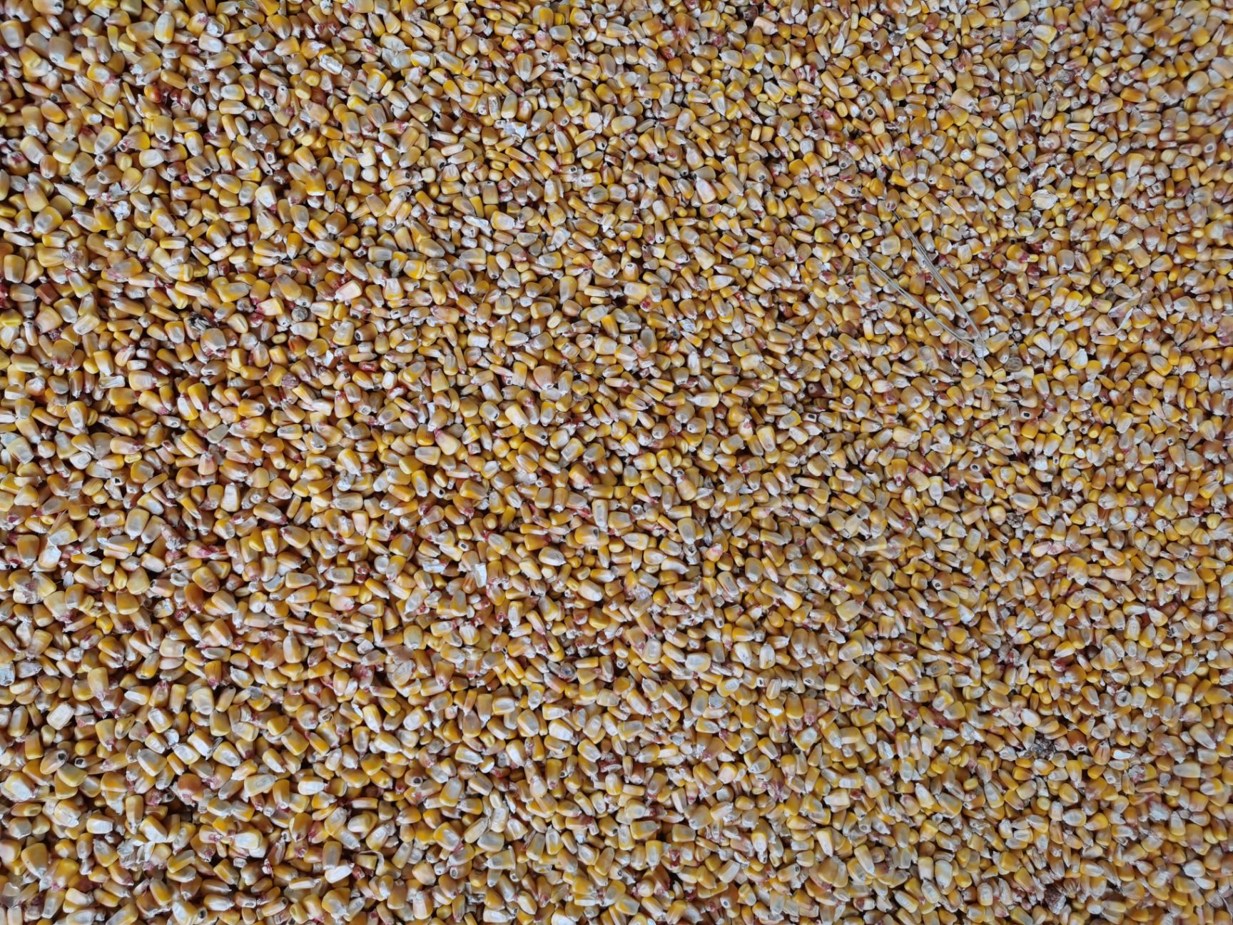 碎玉米 出售玉米，毛桃核等农作物