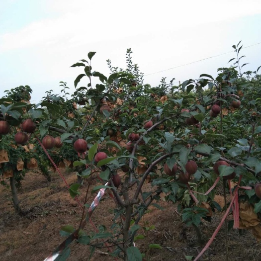 新野县 早酥红梨，基地直供，品质保证