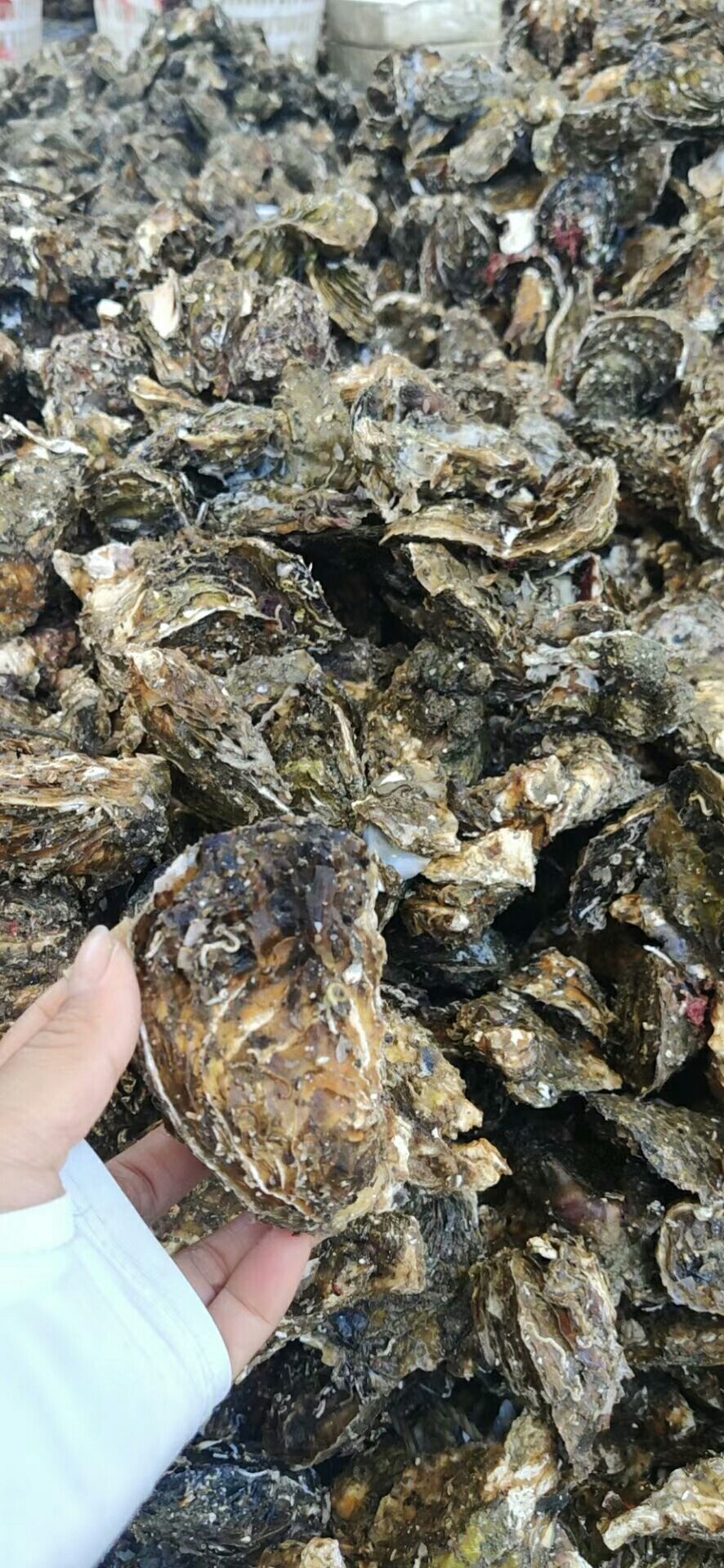 福建生蚝 深海蚝