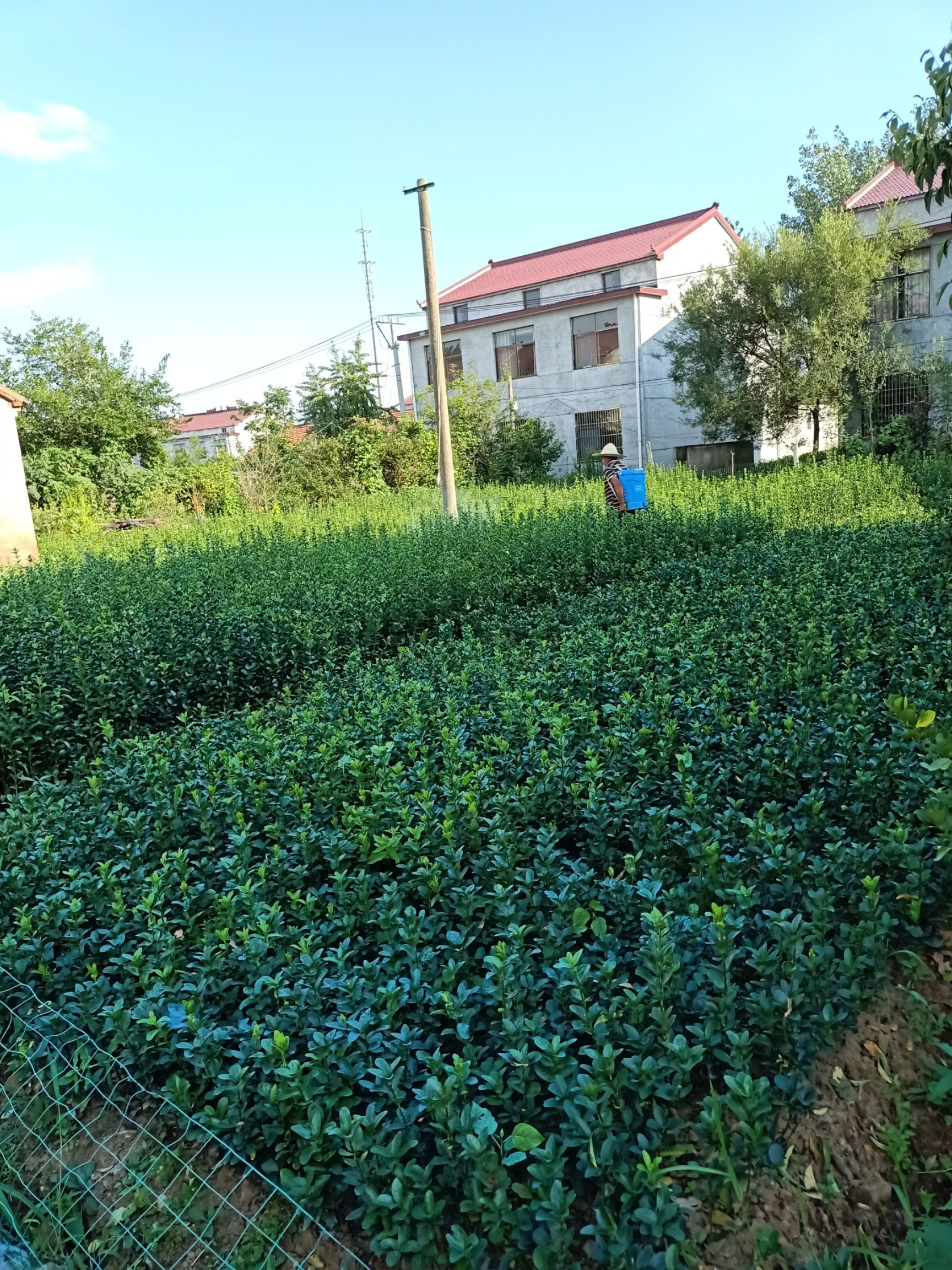  自家种的冬青苗冬青球紫薇自家种植价格便宜