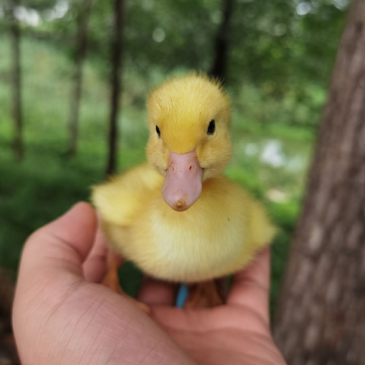 沛县 长期出售鸭苗，种蛋需要的联系。包开检疫等！