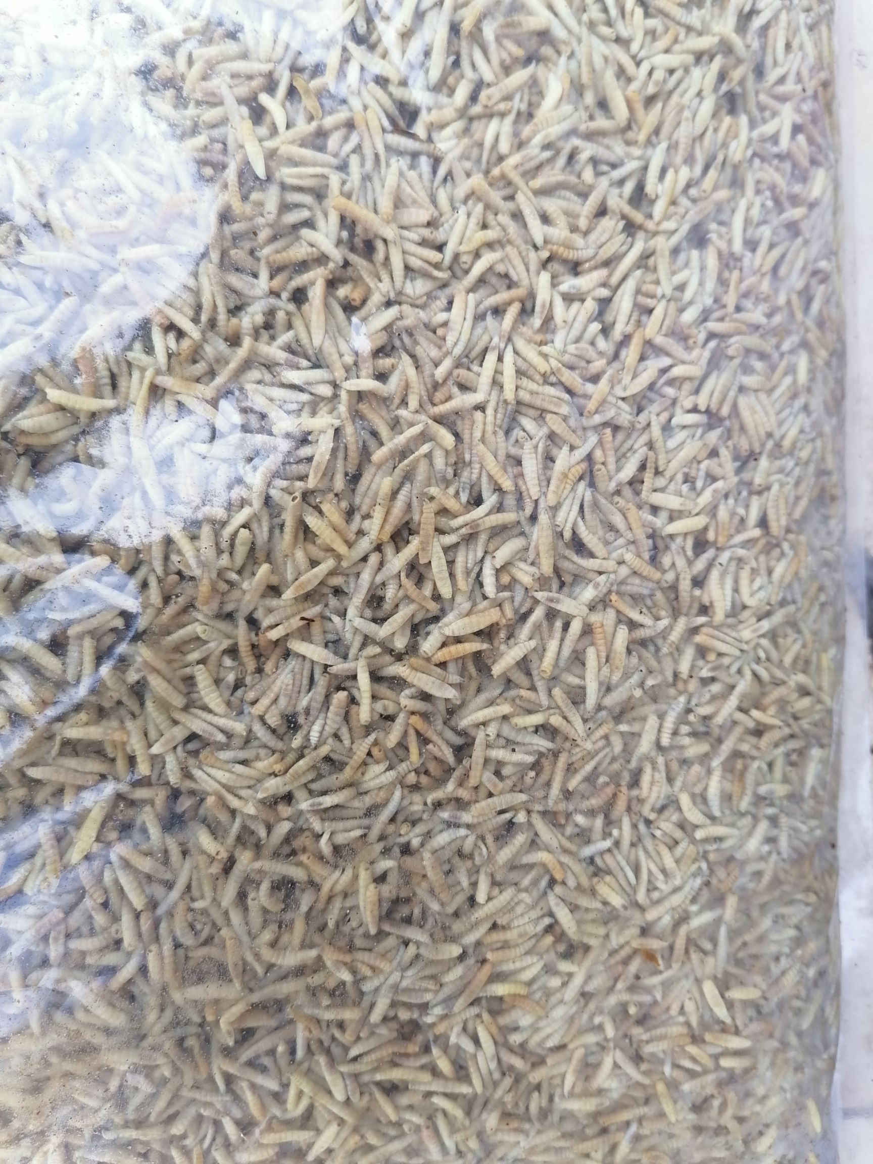 特种养殖饲料  水产养殖鱼虾蟹冷冻优质蛋白饲料昆虫