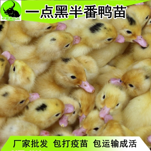 信宜市M18半番鸭苗/假西洋鸭苗/一点黑/批发包邮，提供技术指导