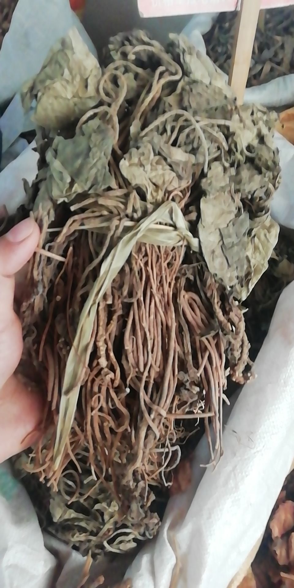 中草药金耳环 中药材土细辛 一块瓦大叶细辛纯原生，华细辛