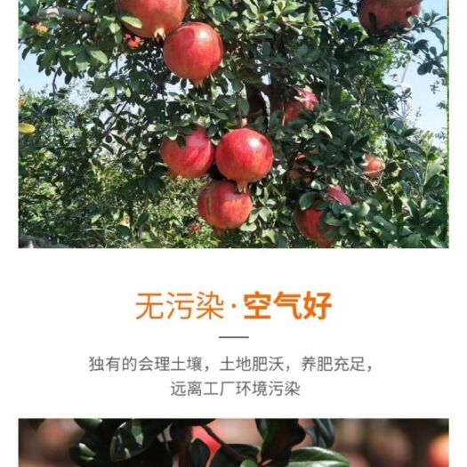 会理市 四川会理软籽石榴
