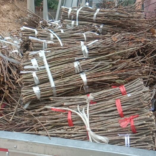 无棣县 优质白蜡金蝉卵枝，一手货源，订枝送全套技术!