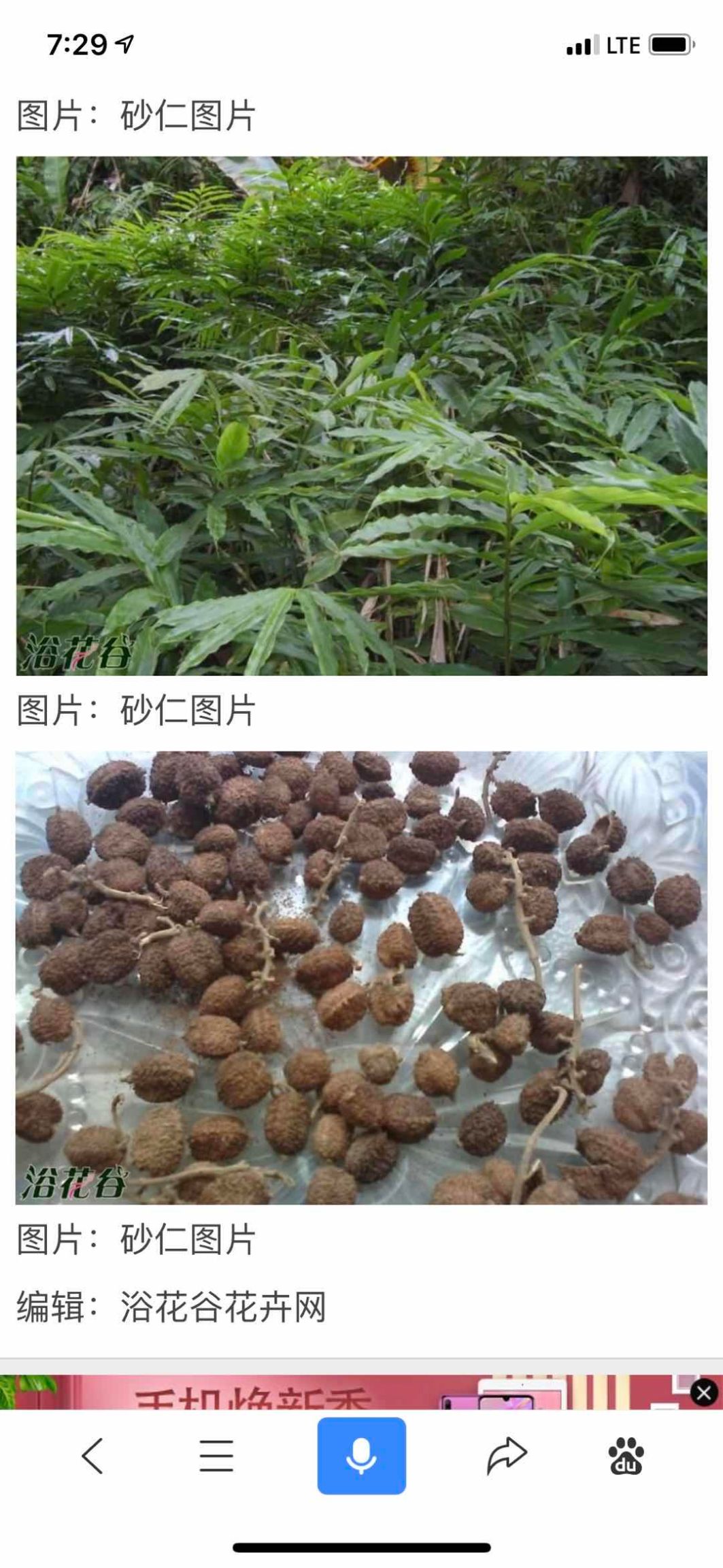  大量云南老挝砂仁，量大从优，价格美丽