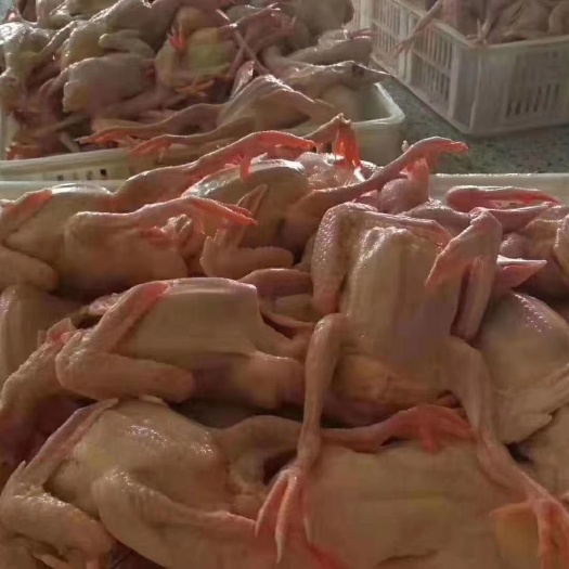 嘉祥县新鲜乳鸽鸽肉