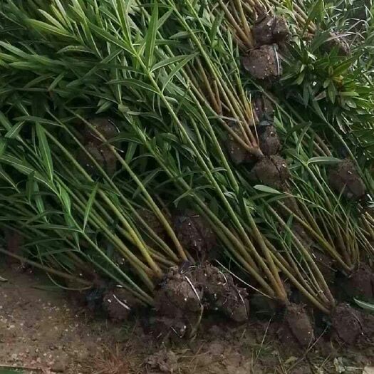 沭阳县 夹竹桃