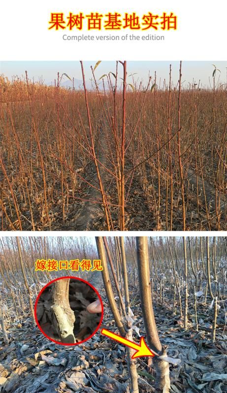 血桃苗 美味可口红心离核