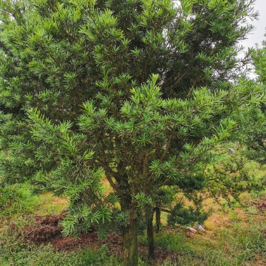 鹰潭 中小叶罗汉松