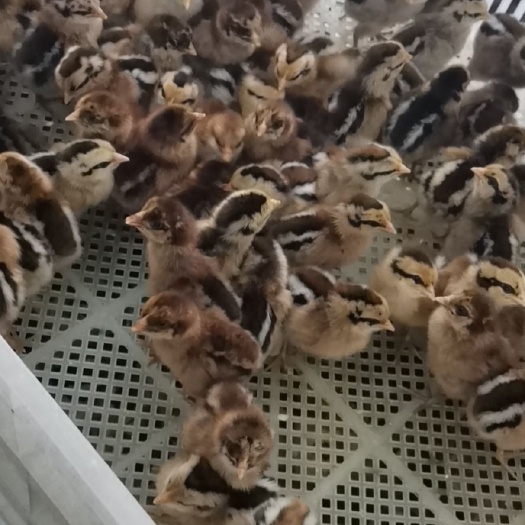 成都 各种鸡苗批发   一首货源