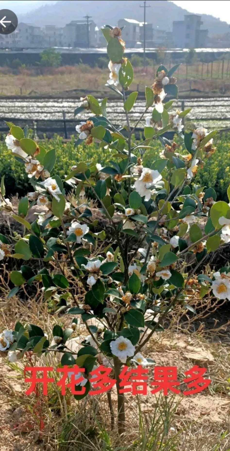 长林53号  嫁接油茶树，可开3证一签。