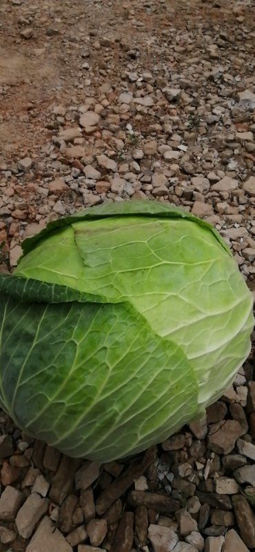 西吉县铁头包菜，圆包菜，加工厂脱水蔬菜，需要老板联系，6-20斤