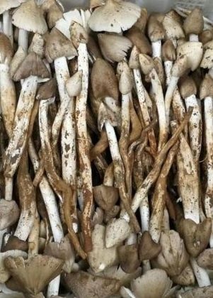 永德县 云南野鸡枞菌大量批发