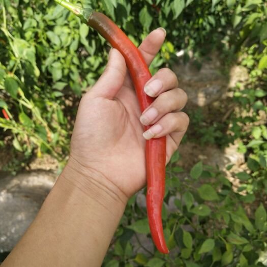 纳雍县 发辣椒