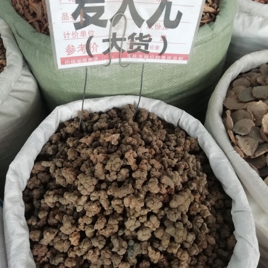 夏天无，地道中药材夏天无粉一粒金丹元胡夏天无根