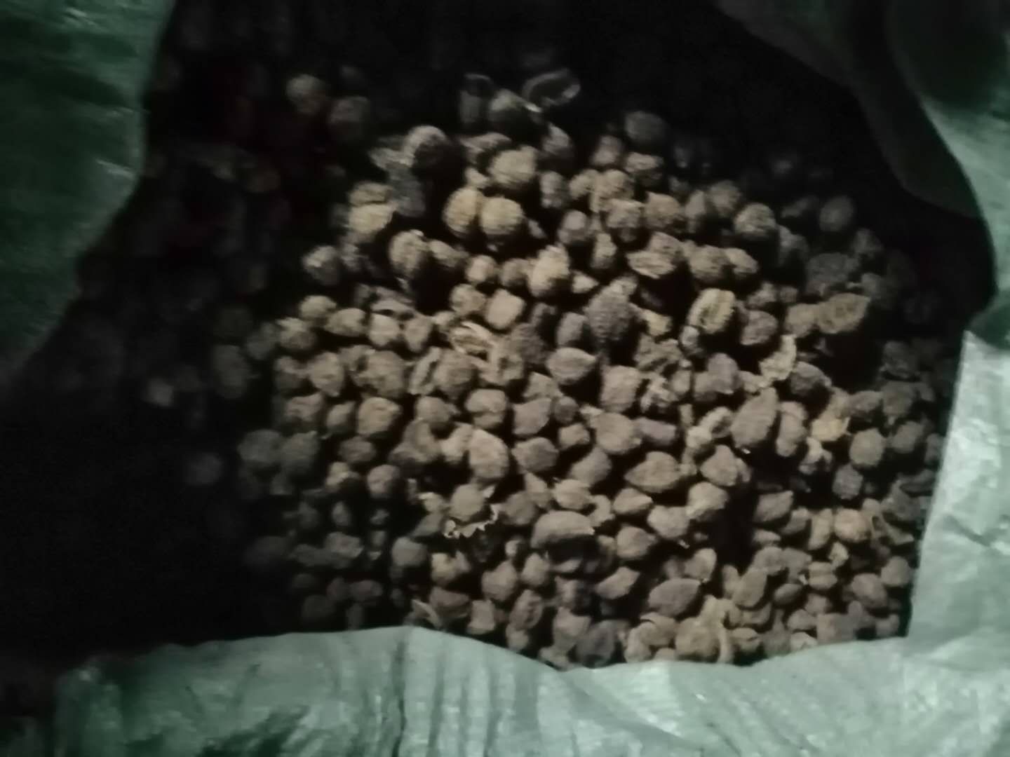  大量云南老挝砂仁，量大从优，价格美丽