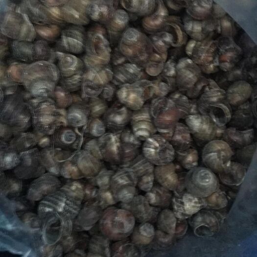 油螺 一手货源，自家生产，量大优惠