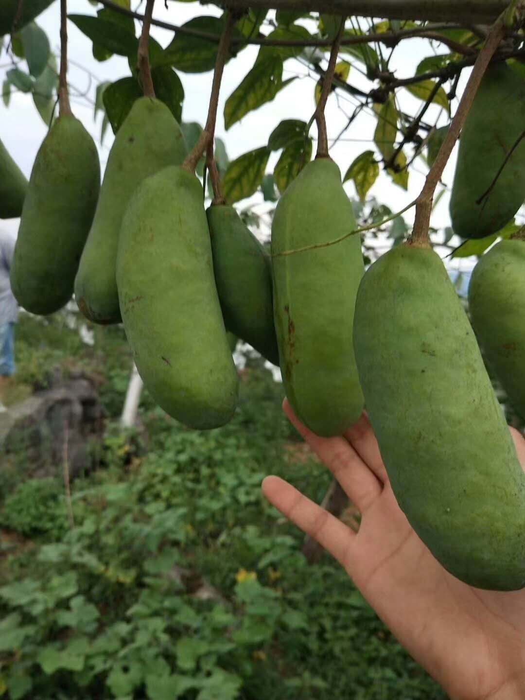  产地直供纯正皖南山区八月瓜苗