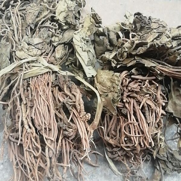 中草药金耳环 中药材土细辛 一块瓦大叶细辛纯原生，华细辛