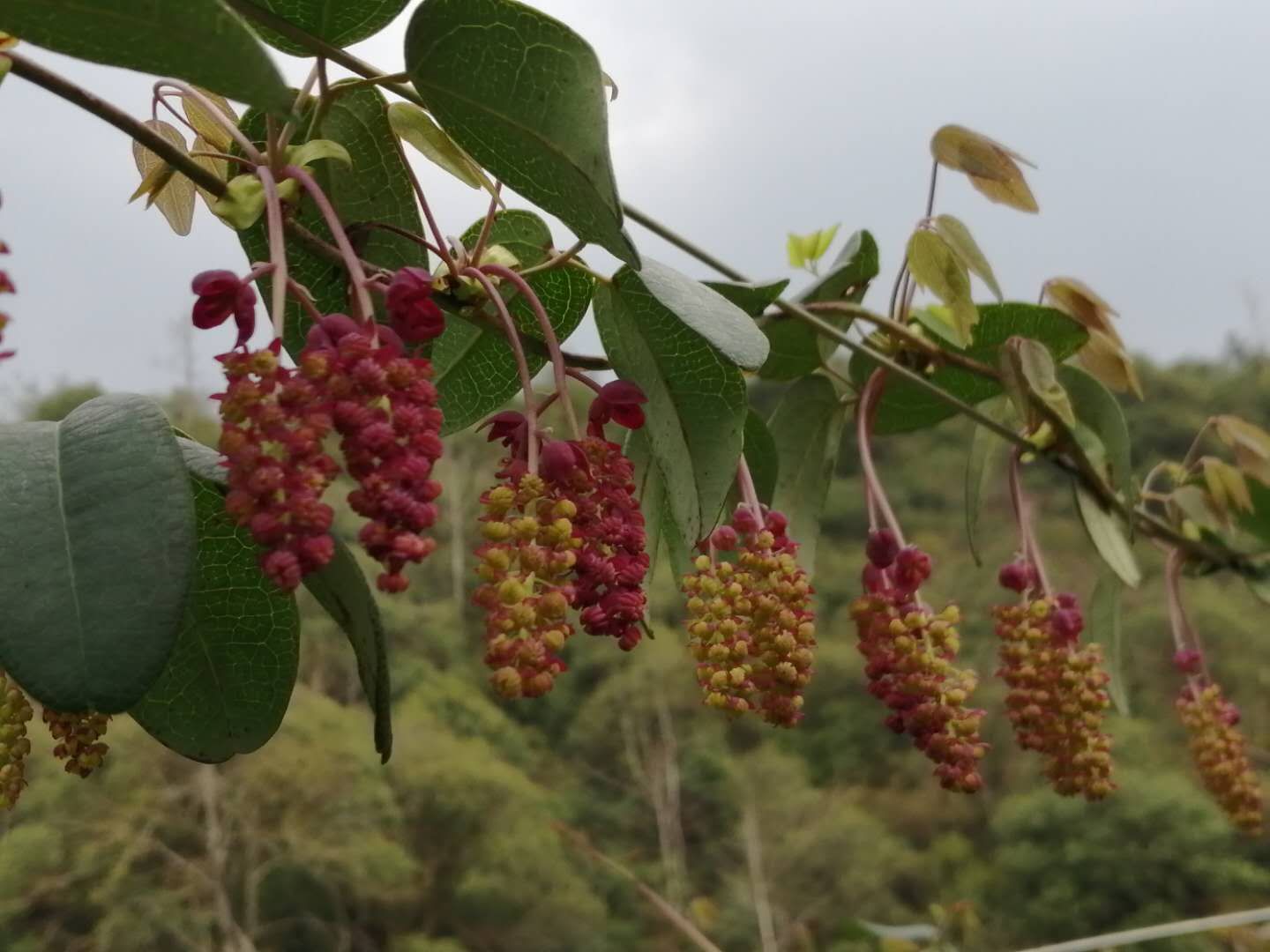  产地直供纯正皖南山区八月瓜苗